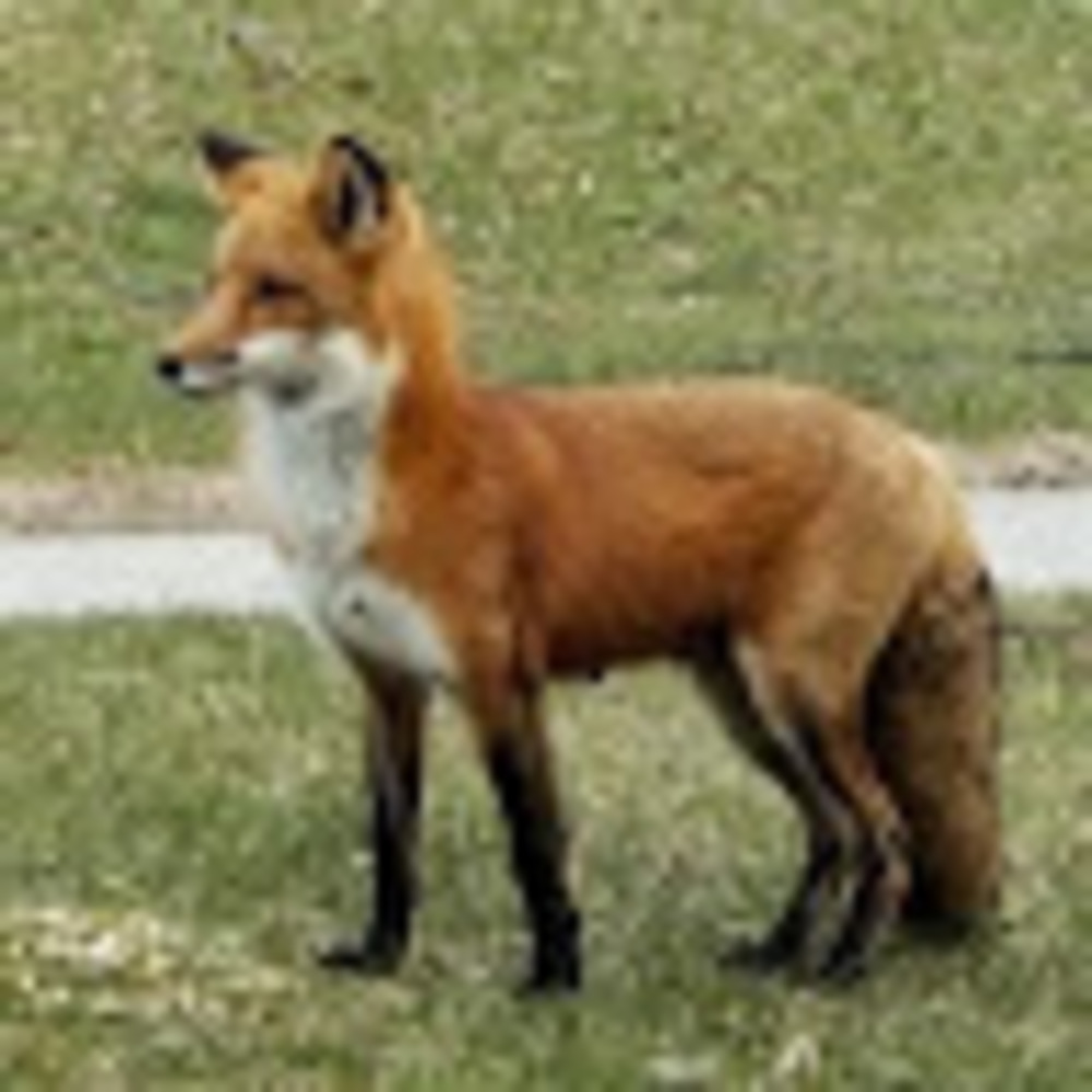 Meet your Posher, Fiona